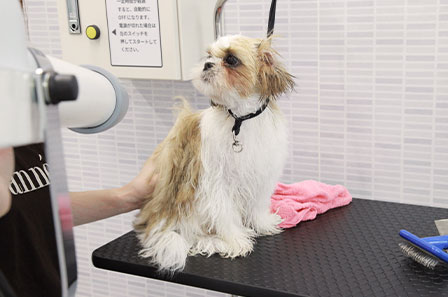 写真:子犬のブローの様子