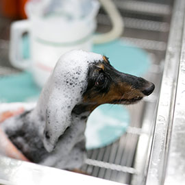 写真:わんちゃんのシャンプー