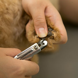 写真:わんちゃんの爪切り
